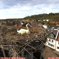 16_30-nest.jpg