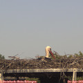 16_35-mast.jpg