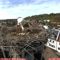 16_40-nest.jpg