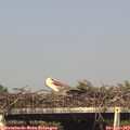 16_50-mast.jpg