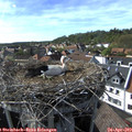 16_50-nest.jpg