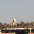 17_00-mast.jpg