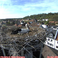 17_00-nest.jpg