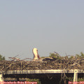 17_05-mast.jpg