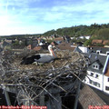 17_05-nest.jpg