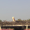 17_10-mast.jpg