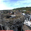 17_10-nest.jpg