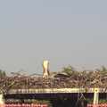 17_15-mast.jpg