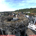 17_15-nest.jpg