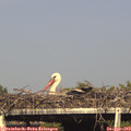 17_20-mast.jpg