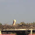 17_25-mast.jpg