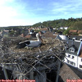 17_25-nest.jpg
