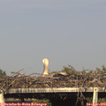 17_30-mast.jpg