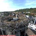 17_30-nest.jpg