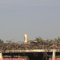 17_35-mast.jpg