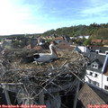 17_35-nest.jpg