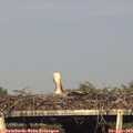 17_40-mast.jpg