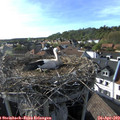 17_40-nest.jpg