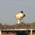 17_45-mast.jpg
