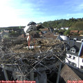 17_45-nest.jpg