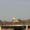 17_50-mast.jpg