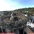 17_55-nest.jpg