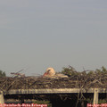 18_00-mast.jpg