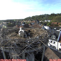 18_00-nest.jpg