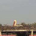 18_05-mast.jpg