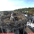 18_05-nest.jpg