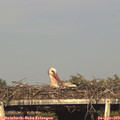 18_10-mast.jpg