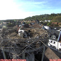 18_10-nest.jpg