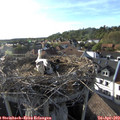 18_20-nest.jpg