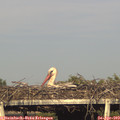 18_25-mast.jpg