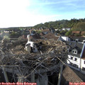 18_25-nest.jpg