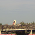 18_30-mast.jpg