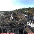 18_30-nest.jpg