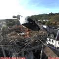 18_35-nest.jpg
