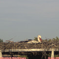 18_40-mast.jpg