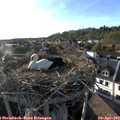 18_40-nest.jpg