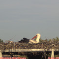 18_45-mast.jpg