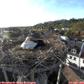 18_45-nest.jpg