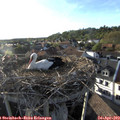 18_50-nest.jpg