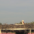 18_55-mast.jpg
