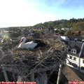 18_55-nest.jpg