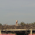 19_00-mast.jpg