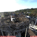 19_00-nest.jpg