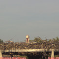 19_05-mast.jpg