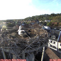 19_05-nest.jpg