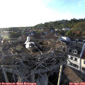 19_10-nest.jpg